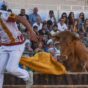 Conoce los festejos destacados en la Feria Taurina de Pedrola San Roque 2025